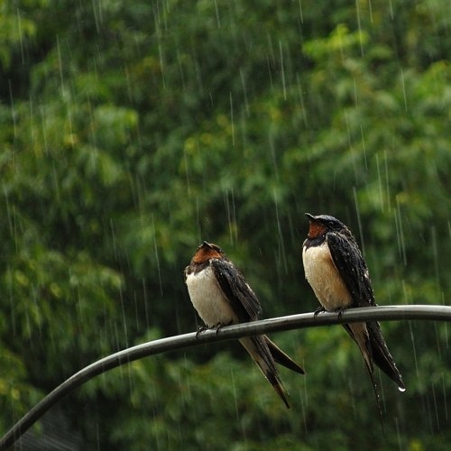 大自然雨声助眠-白噪音频道-优选资源网
